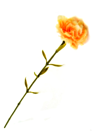 Цветок "Гвоздика" JT1050 (41457)         1/1200шт.