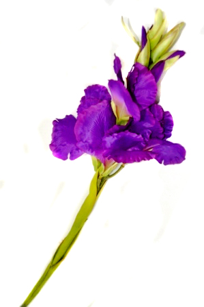 Цветок "Ирис" JT550 (41460)         1/240шт.