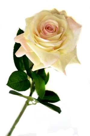 Цветок "Роза" 9115-14 (белая) Р-14.2 (с эффектом натур. лепестков)                  1/240шт.
